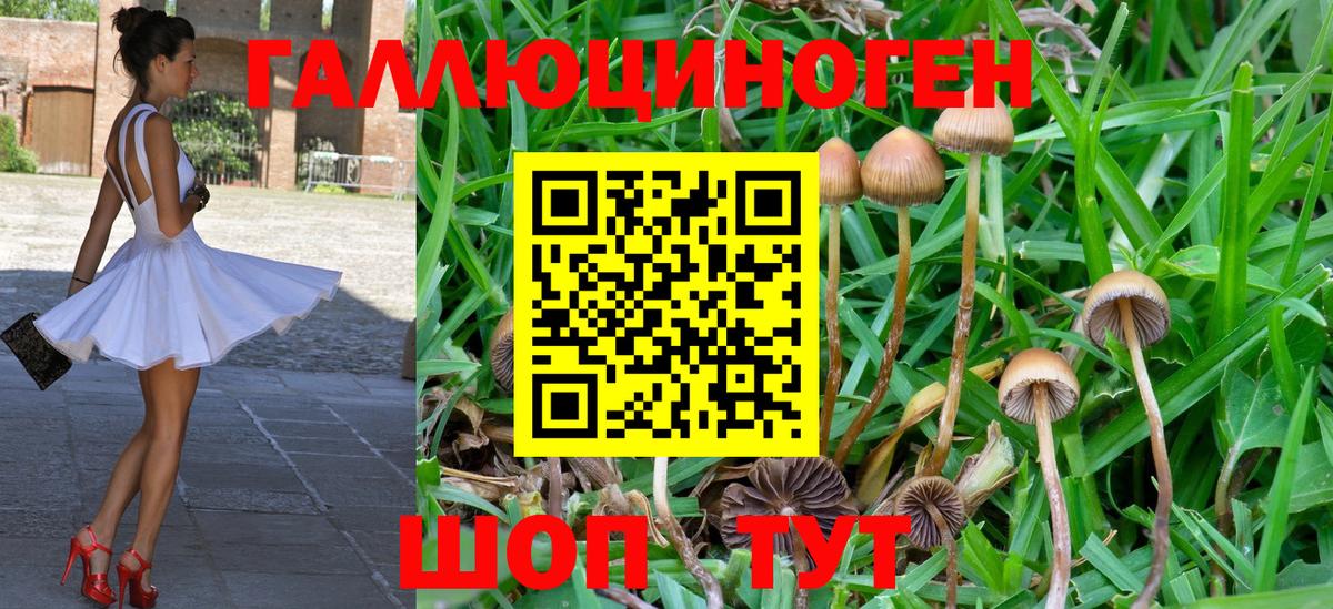 Псилоцибиновые грибы Psilocybine cubensis Ангарск